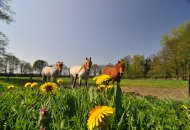 Pferdewiesen in Weener